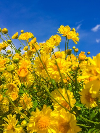 Flowers blooming Chrysanthemum scene natureの写真素材