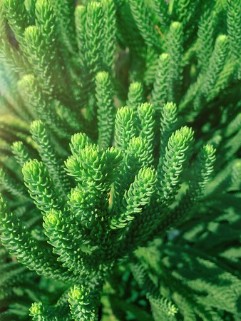 Beautiful pine trees scene nature wallpaper backgroundsの写真素材