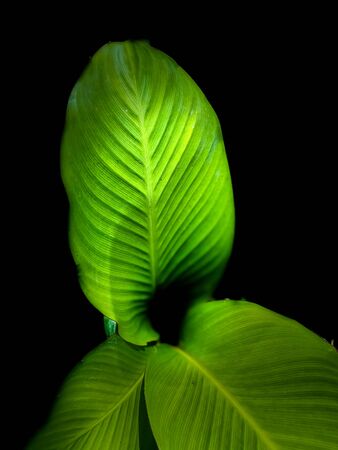 Beautiful green leaf in dark scene wallpaper nature backgrounds