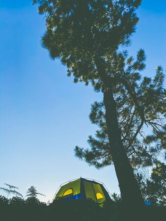 Beautiful trees in forest and tourist tent camping on hill nature backgroundsの写真素材