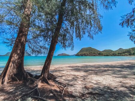 Pine trees on the beach nature tropical island backgroundsの写真素材