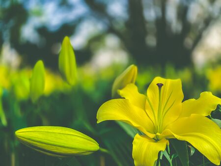 Beautiful lily flowers blooming wallpaper backgroundsの写真素材