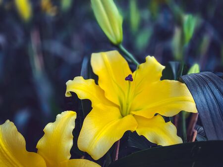 Close up lily flowers bloom in the garden wallpaper backgrounds