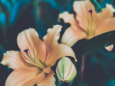 Beautiful flowers full blooming lily nature wallpaper backgroundsの写真素材