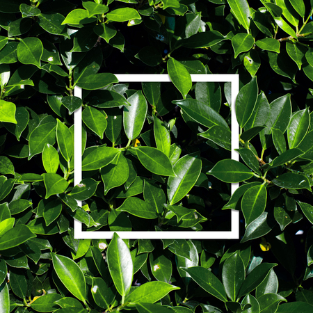 Square frame, Creative layout made with green leaves background. Blank for advertising card or...
