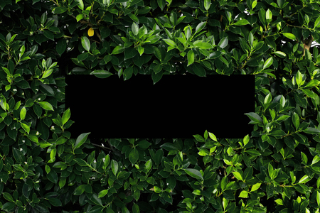 Square frame, Creative layout made with green leaves background. Blank for advertising card or invitation. Nature concept. Summer poster. black frame.の写真素材