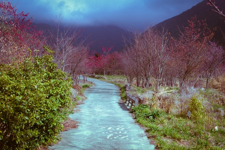 Fairylandの写真素材