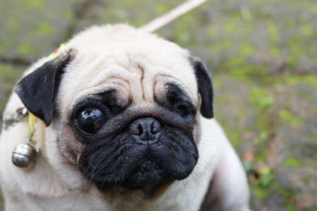 The puggy dog in lonely lonely dayの写真素材