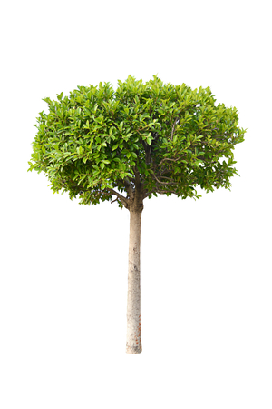 green tree isolate on white backgroundの写真素材