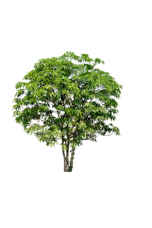 green tree isolate on white backgroundの写真素材