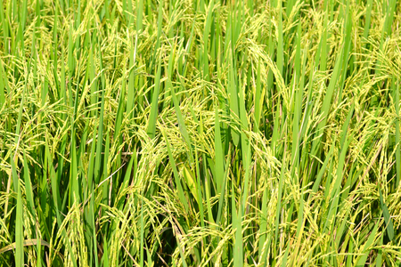 green rice fieldの写真素材