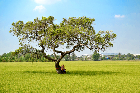 green rice field with blue skyの写真素材