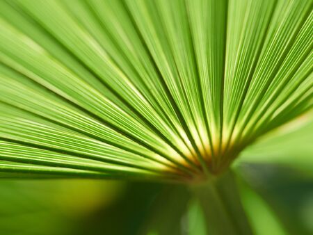 Up of the palm family plants