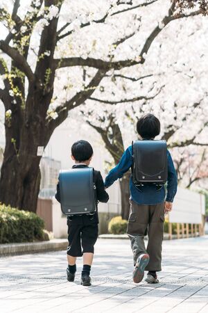 Elementary school seniors and first graders who go to school hand in hand under the cherry treeの写真素材