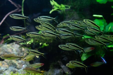 Neon tetra swimming in the water tankの写真素材