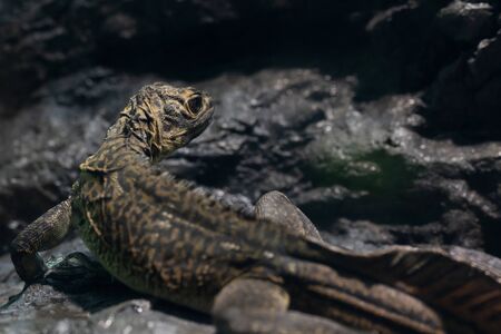 Philippine Hokaque Lizardの写真素材
