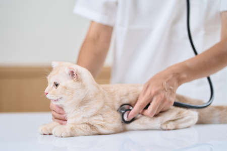 Asian veterinarian holding a stethoscope to a kittenの写真素材
