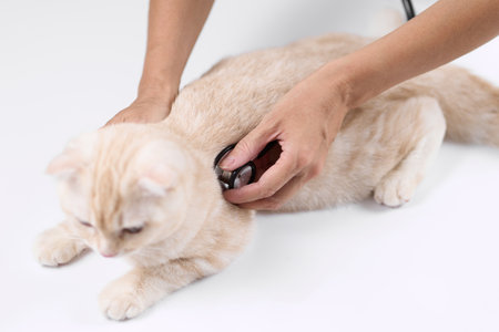 Asian veterinarian holding a stethoscope to a kittenの写真素材