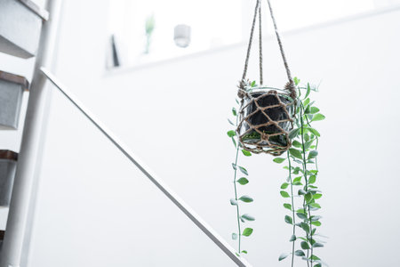 Hanging houseplants with copy spaceの写真素材