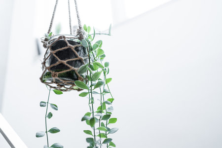 Hanging houseplants with copy spaceの写真素材