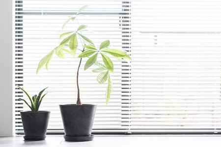 Houseplants placed by the windowの写真素材