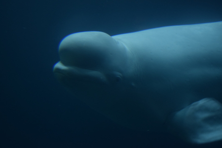 Beluga whaleの写真素材