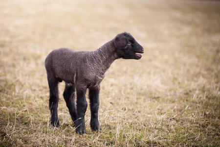 Lonely baby lamb calling for its momの写真素材