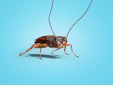Cockroach crawling on the floor 3d render on blue background with shadow