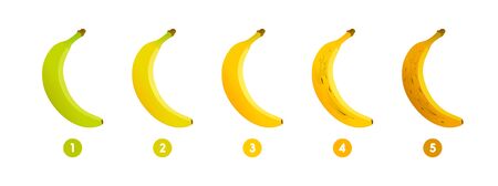 Banana ripeness. Stages of growth and ripening of banana fruit. Selection of ripe banana. Vector illustrationのイラスト素材