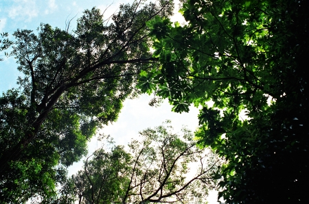 Tree canopyの写真素材