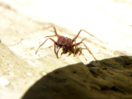 Ant SaÃºvaの写真素材