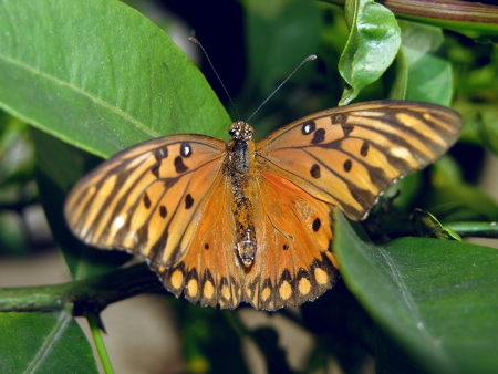 Butterflyの写真素材