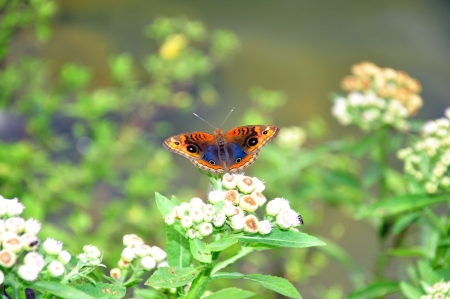 Butterfly in Garden Bの写真素材