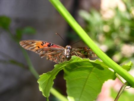 Butterfly Cの写真素材