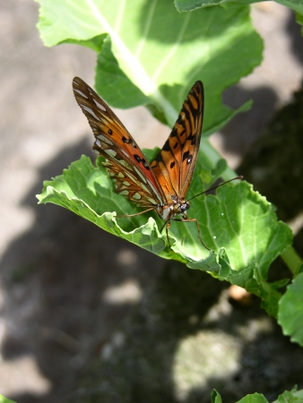 Butterfly Bの写真素材
