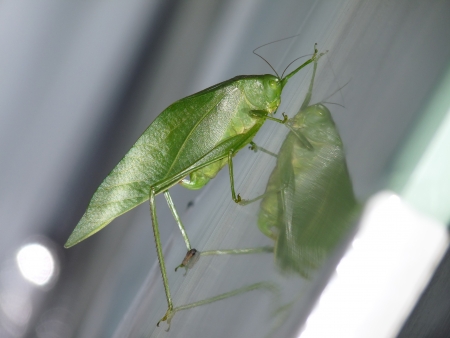 Cricketの写真素材