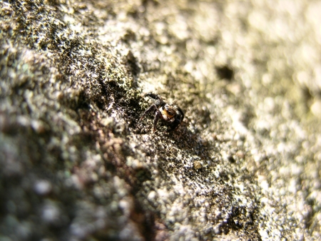 Spider Bの写真素材