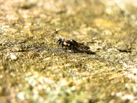 Spider Aの写真素材