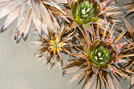 Mount Roraima Trekking in Venezuela, South America and Brazilの写真素材