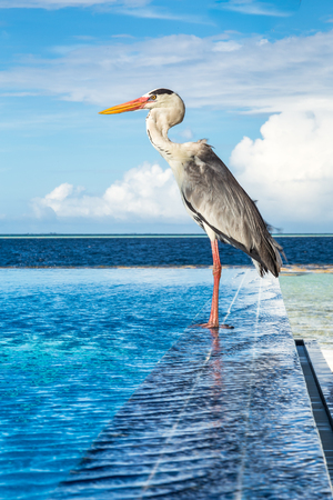Maldives, a true paradise in the Indian Ocean.の写真素材
