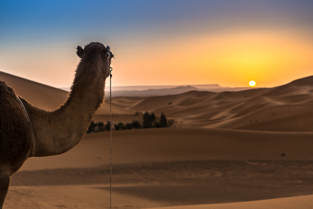 Merzouga in the Sahara Desert in Moroccoの写真素材
