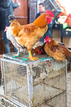 Fes, Morocco, 03/16/2016. Local residents in their daily activities in the city market. Africa.のeditorial素材