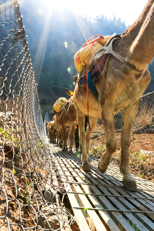 Trekking to Everest Base Camp in Nepal.
Asia.の写真素材