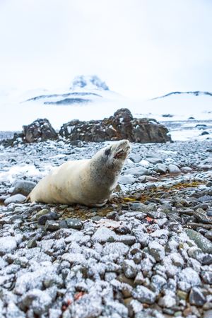 Sea lion on beach at Antarctica.の写真素材