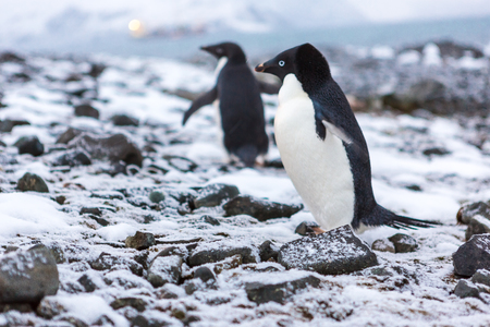 Beautiful landscape and scenery in Antarctica. Freezingの写真素材
