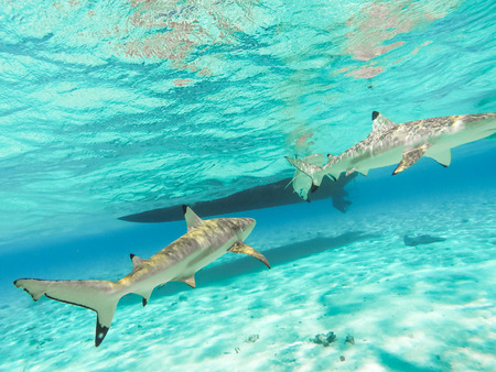 Sharks and Arraias on Bora Bora Island in French Polynesia during snorkeling on this island paradise...