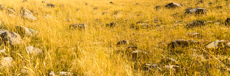 Abstract nature background.の写真素材