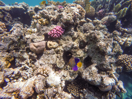 Lots of fish and corals during snorkeling in Sharm el Sheikh, Egypt.