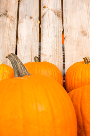 Harvest pumpkin rice straw background. Haloween party.の写真素材