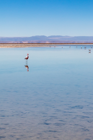 Laguna Chaxa, Atacama Desert, Chile. South America.の写真素材